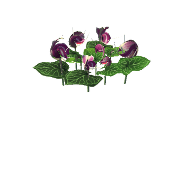 Flower corybas sinii2_1